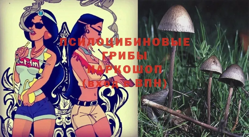 Псилоцибиновые грибы Psilocybine cubensis  Череповец 